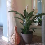Boho 招待所